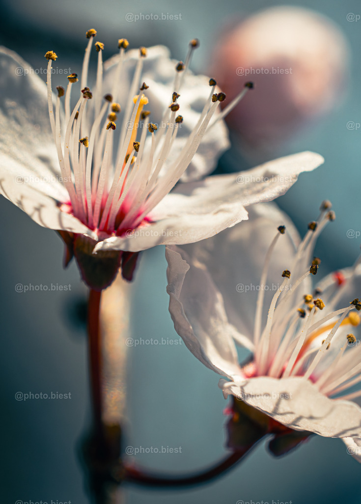Blütentraum | Blüte einer Kirschpflaume im Frühling. - Realisiert mit Pictrs.com