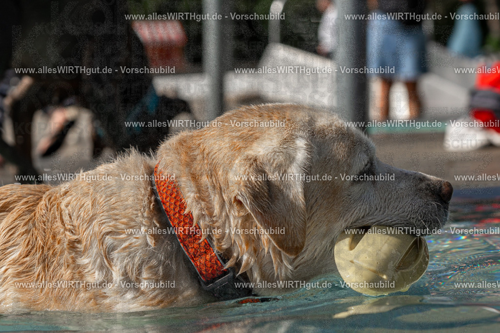 Hundeschwimmen_Volksbad_2026-allesWIRTHgut_Tierfotografie-2609061532-FAY07268 | Professionelle Tierfotografie in Mönchengladbach von Daniel Wirth (allesWIRTHgut). Liebevolle & natürliche Bilder von Hunden & Katzen für unvergessliche Erinnerungen.