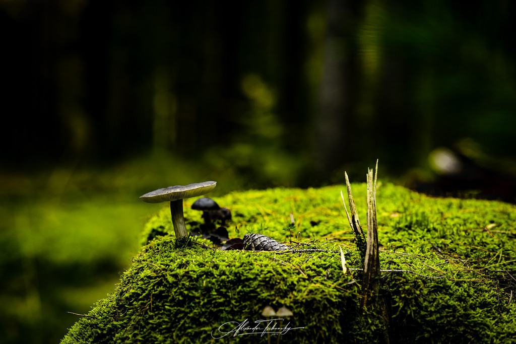 Spessart | Entdecken Sie die faszinierende Welt von Alexander Tschuncky Arts: Kreative Fotografie, atemberaubende Automobilkunst und hochwertiger Bilderdruck. Lassen Sie sich inspirieren! - Realisiert mit Pictrs.com