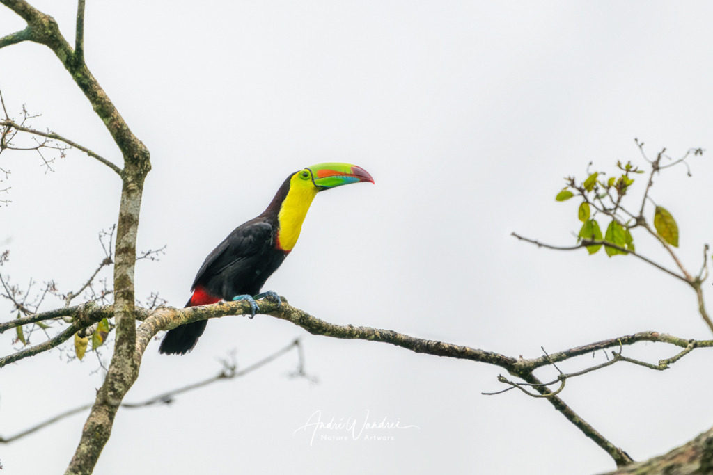 Der stille Beobachter | Andre Wandrei - Nature Artworx - Realisiert mit Pictrs.com