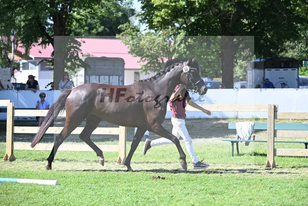 Kat-Nr. 58 Gacia Zackordonna v. Zackorado_Boensch_19251186 | hf-fotografie - Realizzato con Pictrs.com