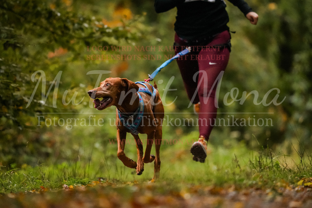 20251005_THS_Turnier-41 | MuT (Mensch und Tier) mit Mona - Fotografie und Tierkommunikation - Realisiert mit Pictrs.com