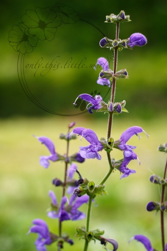 IMG_3905-01 | only.this.little.world - Realisiert mit Pictrs.com