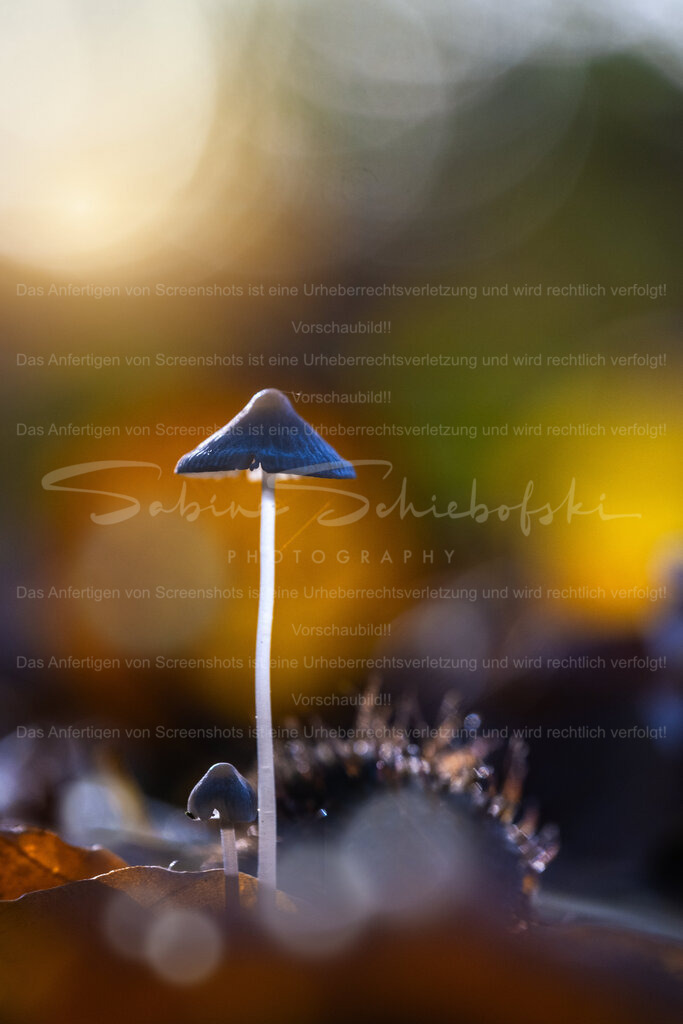 We Will Find the Light Together | Exklusive Naturfotografie für stilvolle Wanddekoration ★ Premium Wandbilder Made in Germany ✔️ FineArt Drucke & Downloads ✔️ Brillante Farben, höchste Qualität & weltweiter Versand ✔️ - Realisiert mit Pictrs.com
