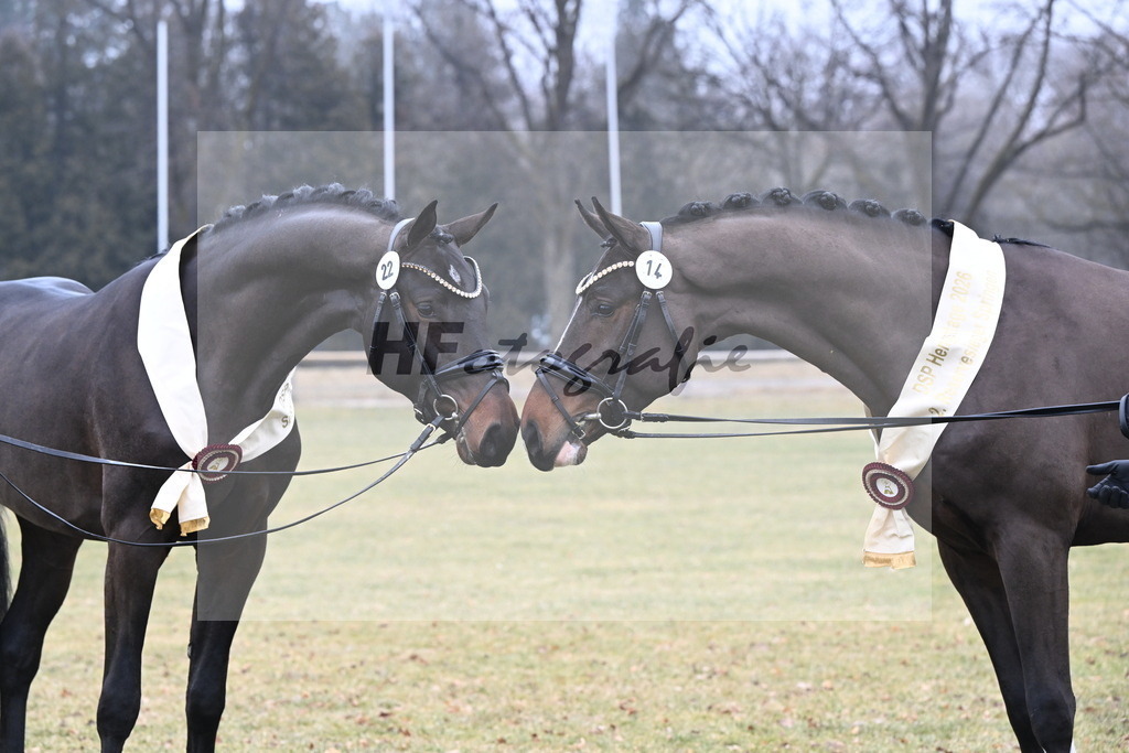 Kat.-Nr. 22 v. Heartbreaker_Laue_Kat.-Nr. 14 v. Cornet_s Balou (Balou du Reventon Z)_Keitel und Laue_3265842 | hf-fotografie - Realisiert mit Pictrs.com