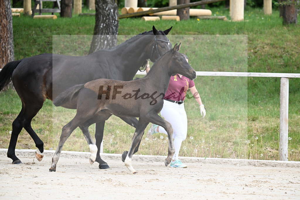 Kat-Nr. 1 HF Secret x San Muscadet_Holmer-Rattenhuber_24260036 | hf-fotografie - Realizzato con Pictrs.com