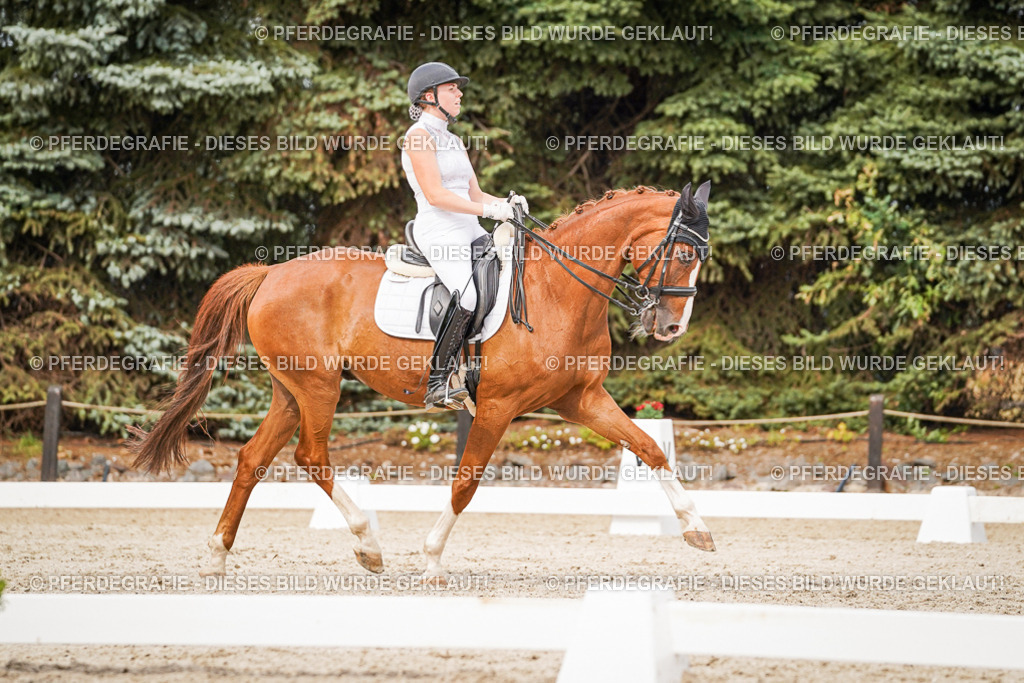 DSC07367 | Pferdegrafie