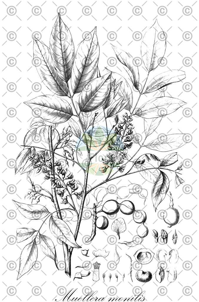 HistAbb_wfo-0001187898_1_ENZY_Simple | Historische Abbildung von Muellera monilis - Fabaceae | Historical Illustration of Muellera monilis - Fabaceae