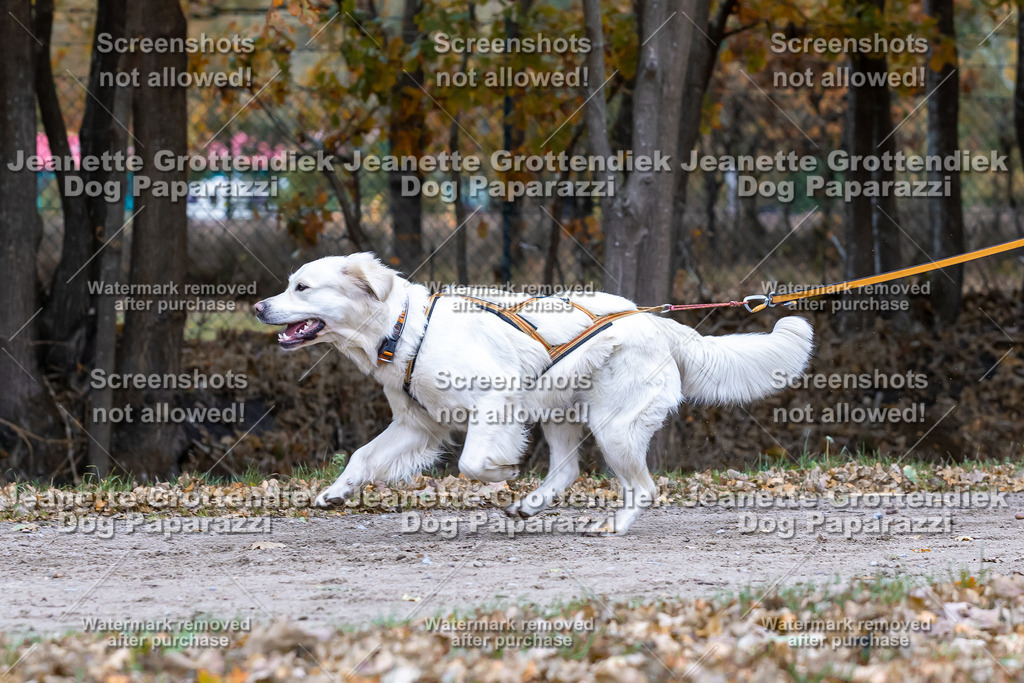 Dog Paparazzi - SD CaniX Championship 2025-614 | Dog Paparazzi Jeanette Grottendiek Fotografie & Videografie - Realisiert mit Pictrs.com
