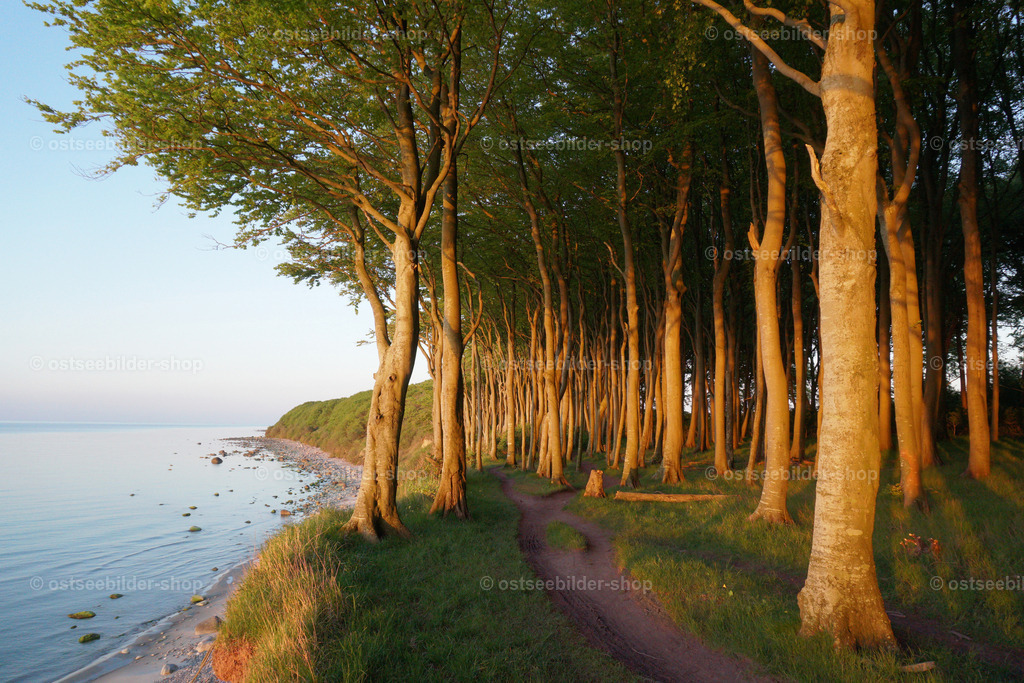 Glühender Wald  | Ein ganz besonderes Schauspiel beginnt, wenn ein Küstenwald im Licht der untergehenden Abendsonne für wenige Minuten zu glühen anfängt.