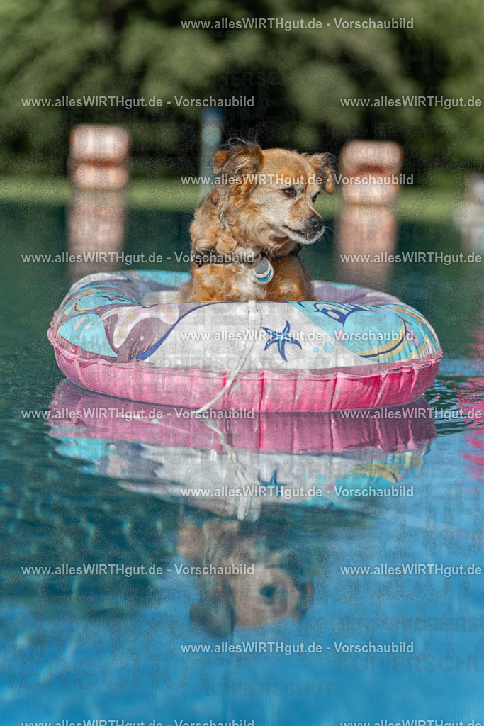 Hundeschwimmen_Volksbad_2026-allesWIRTHgut_Tierfotografie-2609061048-095839-7R509213 | Professionelle Tierfotografie in Mönchengladbach von Daniel Wirth (allesWIRTHgut). Liebevolle & natürliche Bilder von Hunden & Katzen für unvergessliche Erinnerungen.