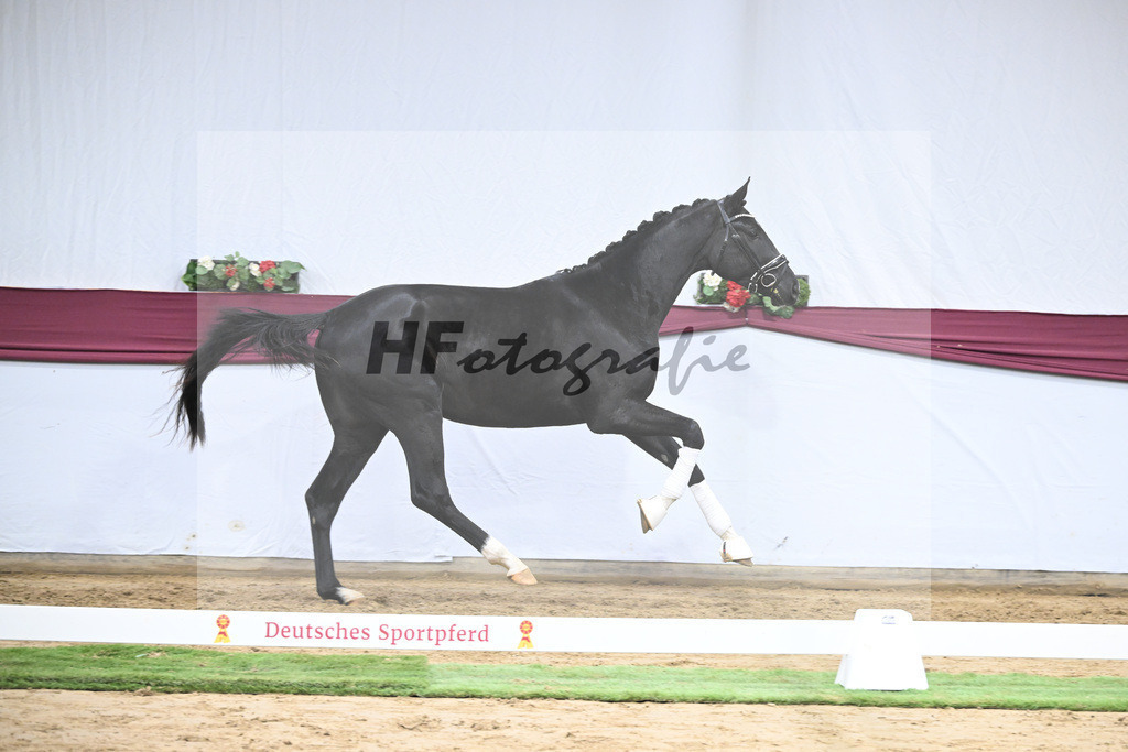 Kat-Nr. 61 Florent Blue Hors x St. Moritz Junior_ZG Kube u Holder_47252304 | hf-fotografie - Realisiert mit Pictrs.com