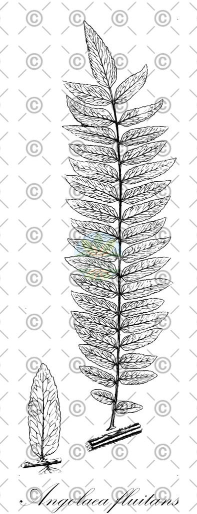 HistAbb_wfo-0000536542_580_ENZY_Simple | Historische Abbildung von Angolaea fluitans - Podostemaceae | Historical Illustration of Angolaea fluitans - Podostemaceae