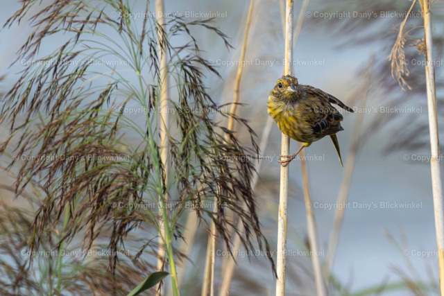 2022147 | Tierfotografie, Tierkalender, Tierbilder, Insekten, Spinnen, Vögel, Schmetterling, Libellen, Leinwand, Colorkey, Qualität, Geschenkartikel, Geschenk - Realisiert mit Pictrs.com