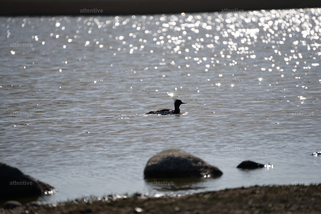 Mittelsäger | Naturschutzgebiet Westermarkelsdorfer Huk, Fehmarn, Deutschland - Realisiert mit Pictrs.com
