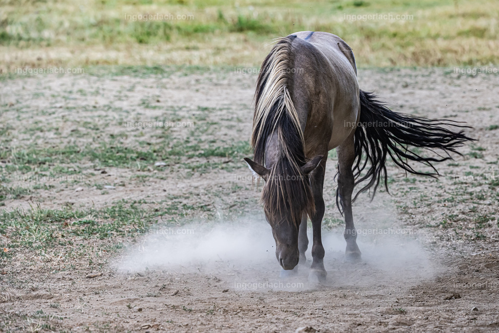 NZ9_9538 | Betzdorf(Deutschland Der deutsche Naturfotograf  Ingo Gerlach/69 aus Betzdorf in Deutschland war Anfang August 2022 auf dem Weg zu „seiner“ Herde mit Islandhengsten. Diese Herde mit rund 14 Hengsten fotografiert Gerlach bereits seit mehreren Jahren. Diesmal wollte der Naturfotograf schauen wie es den Hengsten geht. Es war der heißeste August seit Beginn der Wetteraufzeichnung. Das Thermometer zeigte an diesem Vormittag bereits 38 Grad an. Die Hitze würde sicherlich auch den Tieren zu schaffen machen. Als Gerlach an der sehr weiträumigen Weide ankam sah er schon die Staubwolken. Schnell positionierte er die Nikon Z9 mit dem Superzoom 180 bis 400mm und einschwenkbarem Konverter auf seinem Stativ. Schnell hatte er die ersten Bilder auf der Speicherkarte. Das Verhalten der Hengste war typisch für die Isländer. Sie wälzten sich im Staub um lästiges Ungeziefer los zu werden. Zudem kühlte die Staubschicht auf der Haut auch ein wenig. Obwohl reichlich Staub vorhanden war, kämpften die Hengste immer wieder um den besten und staubigsten Platz.  Dadurch das der Staub in die Höhe ging ergaben sich „herrliche Fotos. Als der Fotograf seine Bilder im Kasten hatte checkte er noch ob die Hengste auch genügend Wasser zur Verfügung hatten, Hatten sie. Ein Brunnen lieferte das lebensnotwendige Nass. 