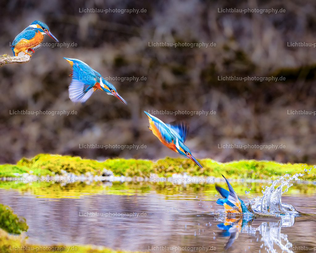 Eisvogel-23 | Hans-Bernd Lichtblau Photography. Finden Sie wunderschöne Fotografien aus Landschaft und Natur.  - Realisiert mit Pictrs.com