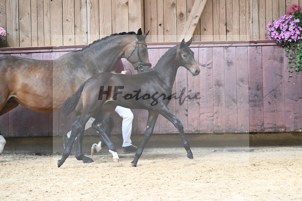 Kat-Nr. 12 HF Escaneno_Albert_26230132 | hf-fotografie - Realizzato con Pictrs.com