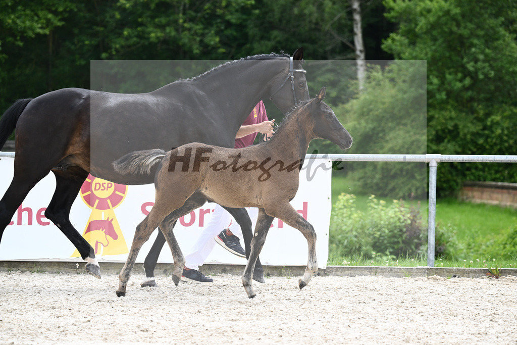 Diamant de Plaisir x Stakkato Gold_HF_Joas_20240281 | hf-fotografie - Realizzato con Pictrs.com