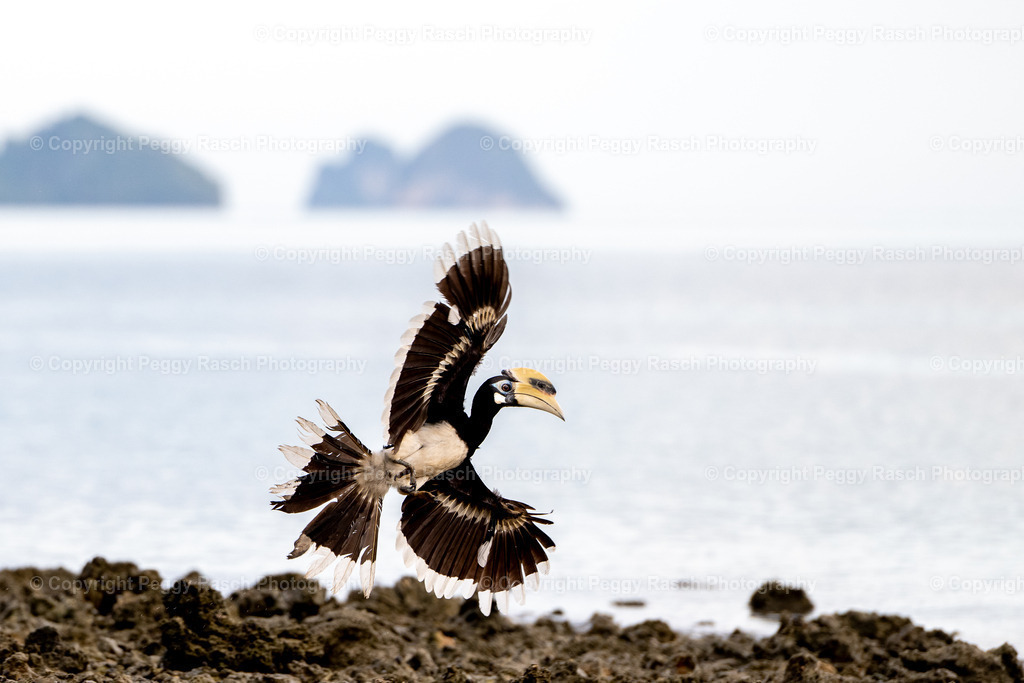 Thailand_Hornbills_2025 (8) | PeggyRaschPhotography - Realisiert mit Pictrs.com