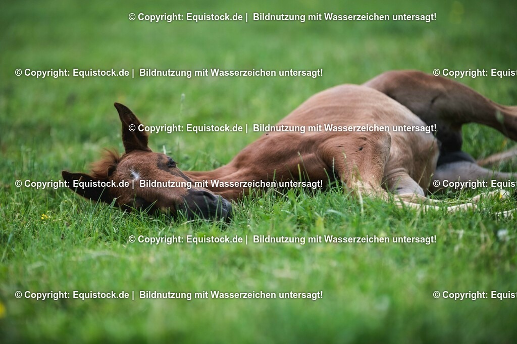 20210617_Fohlen_0311 | Foto: Thomas Hartig