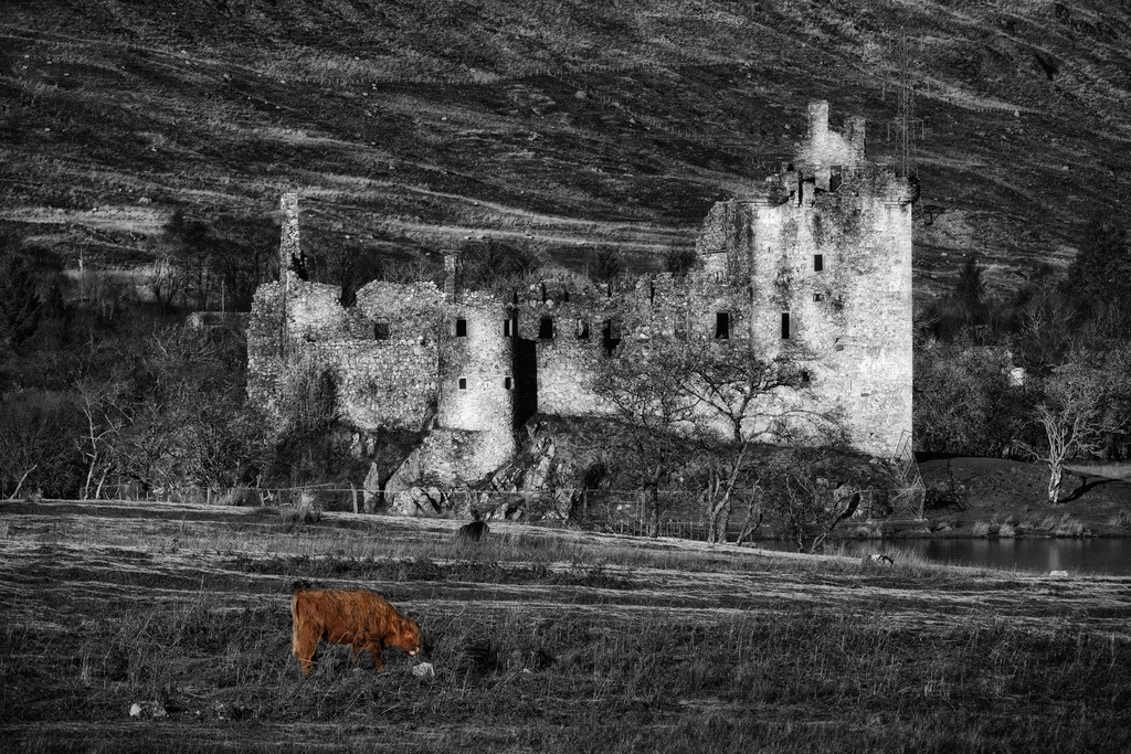 Ruine Kilchurn Castle, Schottland | Eine Highland-Kuh grast im Vordergrund eines weiten Feldes, während im Mittelgrund die imposante Ruine von Kilchurn Castle in Schwarz-Weiß aufragt. Die selektive Farbgebung hebt das rötlich-braune Fell des Tieres hervor und schafft einen starken Kontrast zur monochromen schottischen Landschaft und dem dahinterliegenden Hügel. Die Komposition betont die raue Schönheit der Natur und die historische Bedeutung der Burgruine am Ufer des Loch Awe. - Realisiert mit Pictrs.com
