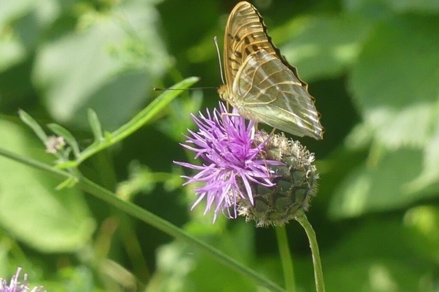 Vermutung_Perlmuttfalter | Verkauf von Fotos und  Videoclips zumThema Natur.Motive sind Pflanzen, Tiere, Landschaftenund Wetter - Realisiert mit Pictrs.com