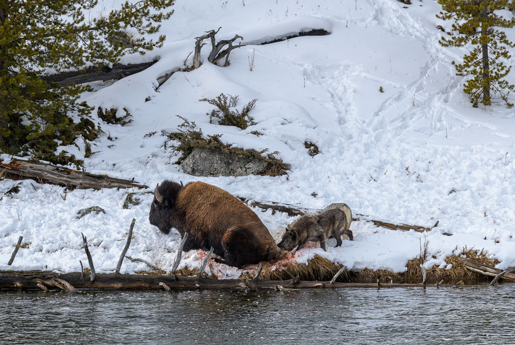 2024-326 | Dramatische Begegnung: Bison und Wölfe am Firehole River. - Realisiert mit Pictrs.com