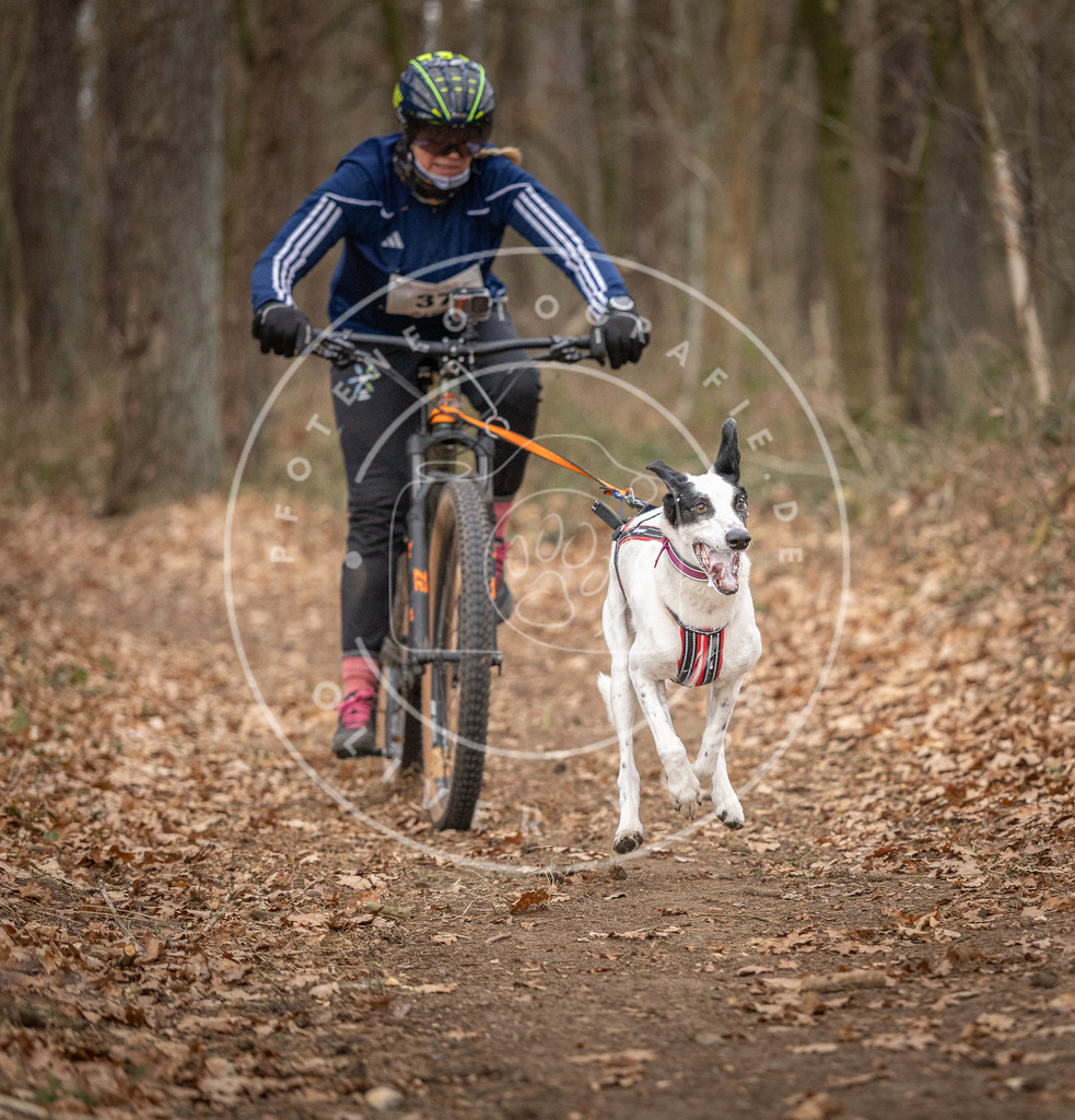 Pfotenfotografie_DV3A0152 | Hundefotografie, Tierfotograf, Pfotenfotografie, Fotoshooting Hund, Hunde Portrait, Hundesport, Hundeportraits, Heideshooting, Hunde, Sportfotograf, Hundefotograf, Turnierhundsport, THS,  - Realisiert mit Pictrs.com