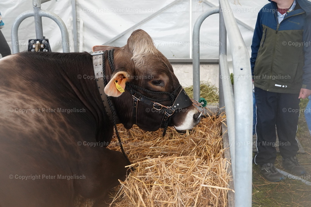 DSC03911 | Schwingen - Realisiert mit Pictrs.com