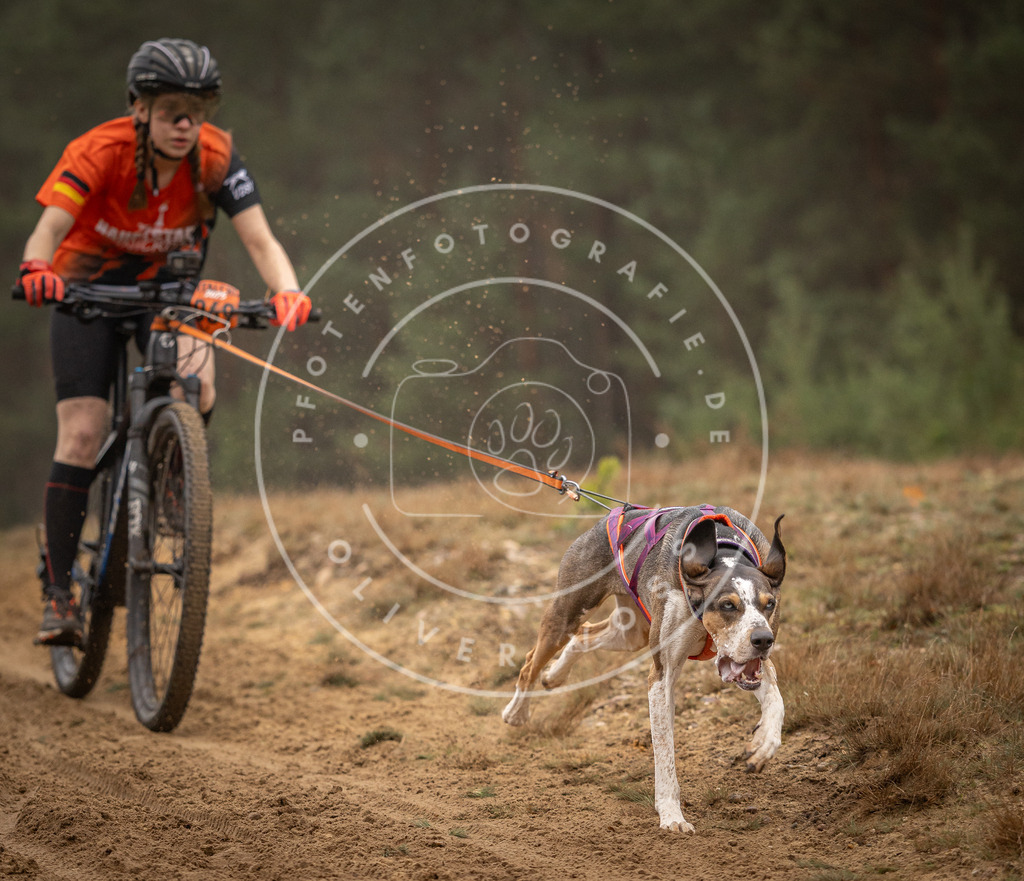 Pfotenfotografie_DV3A2554 | Hundefotografie, Tierfotograf, Pfotenfotografie, Fotoshooting Hund, Hunde Portrait, Hundesport, Hundeportraits, Heideshooting, Hunde, Sportfotograf, Hundefotograf, Turnierhundsport, THS,  - Realisiert mit Pictrs.com