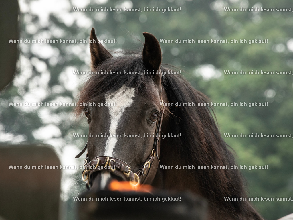 598A7380 | photographylinaismer - Realisiert mit Pictrs.com