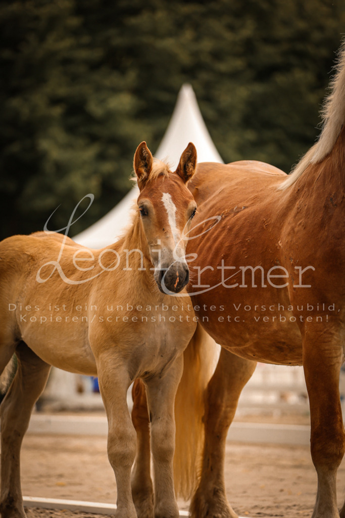 SaSF00097 | Leoni Ertmer Photography - Realisiert mit Pictrs.com