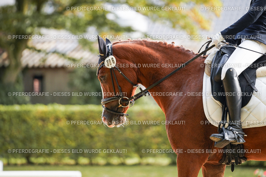 DSC05224 | Pferdegrafie