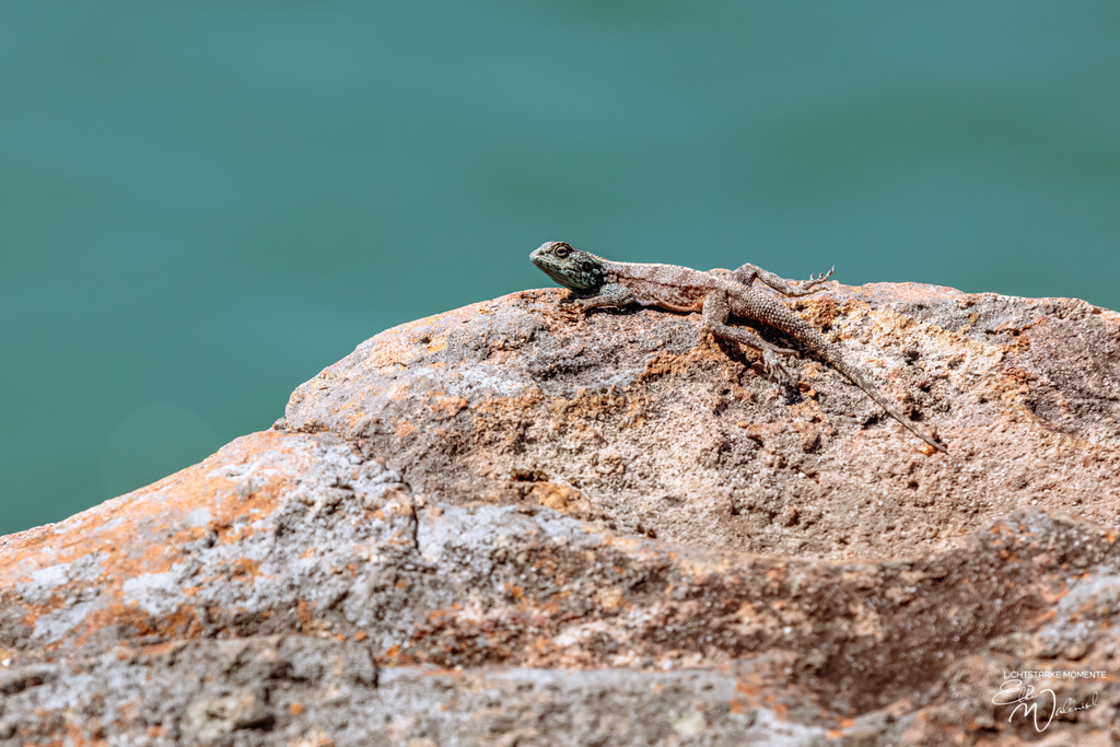 20231008-131815 SOUTHAFRIKA_-2-1 | Herzlich willkommen auf meiner Seite! Ich bin Elke Wallnisch, Deine Fotografin für lichtstarke Momente. Der Name steht für alles, was mich mit der Fotografie verbindet: Das Licht und seine machtvolle Wirkung auf eine Situation oder unsere Stimmung - Realisiert mit Pictrs.com