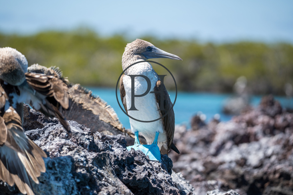 Galapagos2024-311 | Philipp-Heist - Realisiert mit Pictrs.com