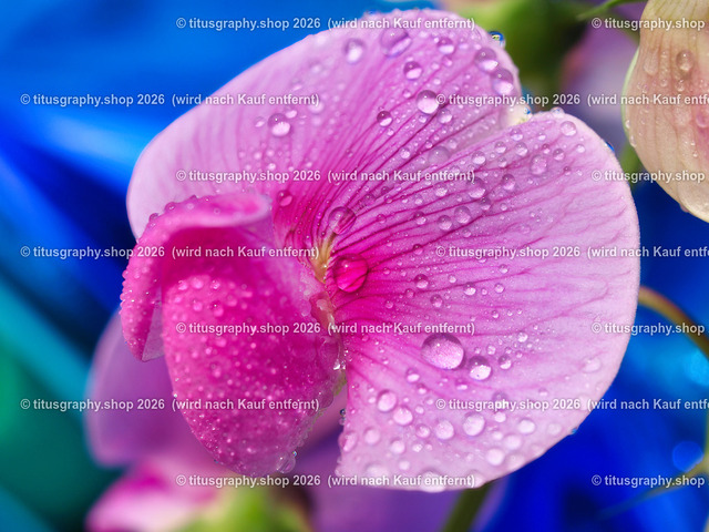 titusgraphy_P6298341-vz-ln | titusgraphy-shop: Geschenkideen mit Qualitätsfotos. titusgraphy-shop: gift ideas with quality photos. titusgraphy-shop: idées cadeaux avec photos de qualité.  - Realisiert mit Pictrs.com
