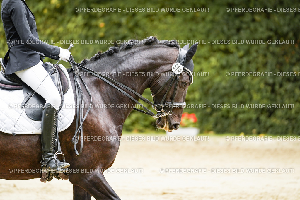 DSC03875 | Pferdegrafie