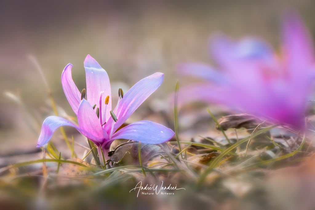 Lichtblume (10) | Andre Wandrei - Nature Artworx - Realisiert mit Pictrs.com