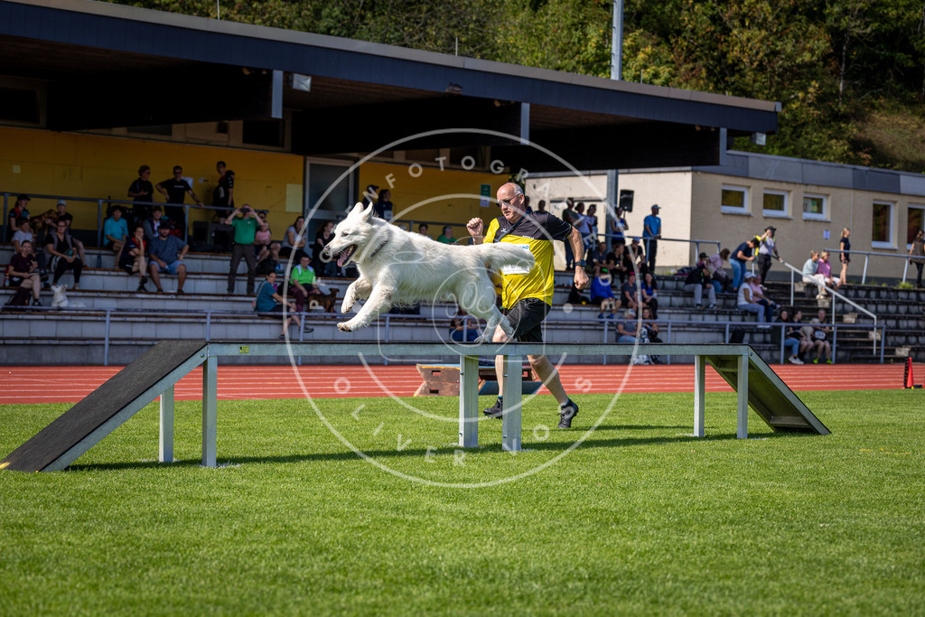 Pfotenfotografie_DV3A8116 | Hundefotografie, Tierfotograf, Pfotenfotografie, Fotoshooting Hund, Hunde Portrait, Hundesport, Hundeportraits, Heideshooting, Hunde, Sportfotograf, Hundefotograf, Turnierhundsport, THS,  - Realisiert mit Pictrs.com