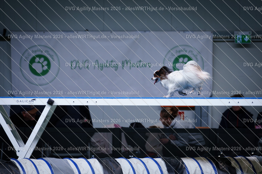 allesWIRTHgut_Tierfotografie-DVG_Agility_Masters_2026-12_19-7R502214 | Professionelle Tierfotografie in Mönchengladbach von Daniel Wirth (allesWIRTHgut). Liebevolle & natürliche Bilder von Hunden & Katzen für unvergessliche Erinnerungen.
