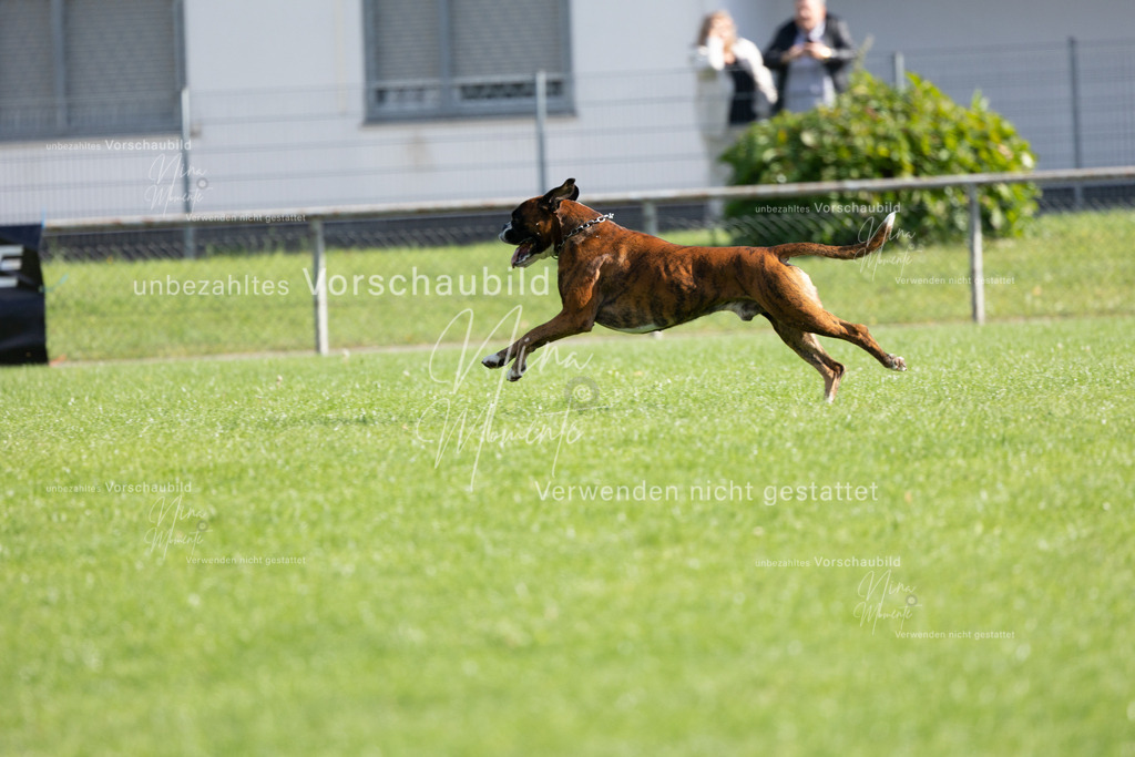 _16A5296 | Einzigartige Fotos von Hunden & Menschen –Actionfotos, Portraits, Vereinsaufnahmen & Paarshootings – authentisch, lebendig & mit Herz.