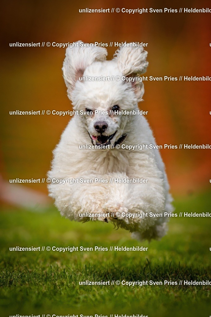 Sven Pries | 2024-09-22 - Hunderennen Baden-BadenPudelverein - Realisiert mit Pictrs.com