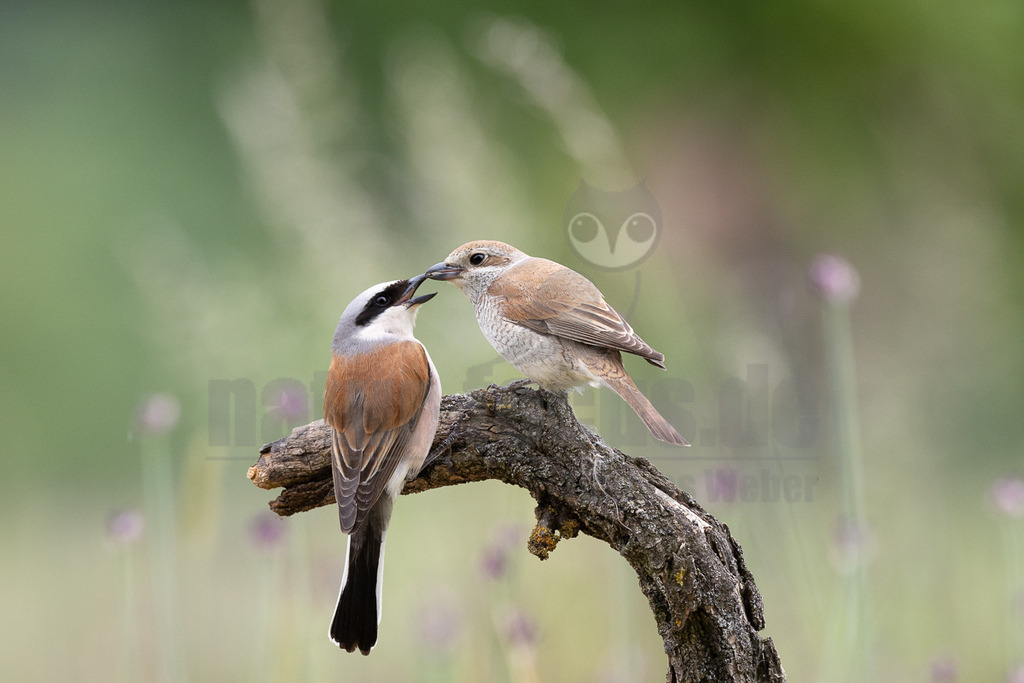 R6NF4733_20240530 | Obwohl der Neuntöter kaum größer ist als ein Spatz, gehören große Libellen, kleine Mäuse und Jungvögel zu seinen Beutetieren. Von einem Aussichtspunkt aus beobachtet er den Boden im nahen Umkreis. Wenn er eine Maus entdeckt hat, stürzt er sich auf sie und tötet sie mit seinem spitzen Schnabel, ähnlich wie ein großer Raubvogel. Insekten fängt der Neuntöter im Flug.  - Realisiert mit Pictrs.com