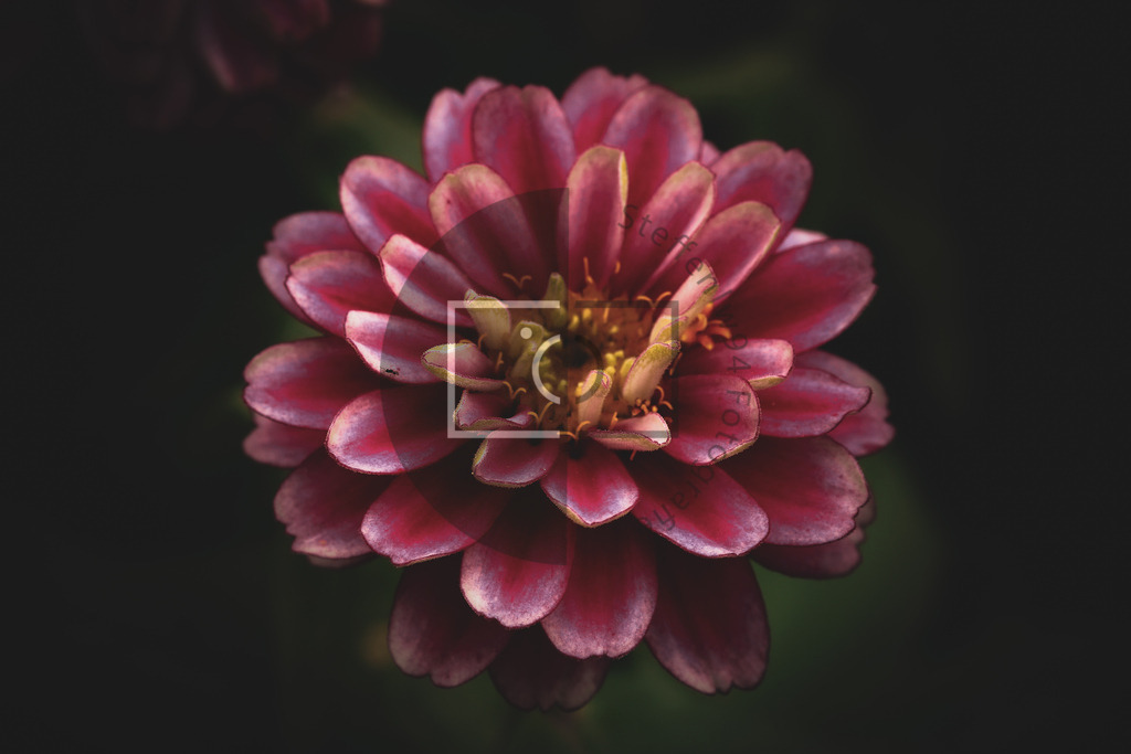 Wandbild Dahlie | Ich bin Fotograf und auf meiner Webseite hast du die Möglichkeit meine fotografie als Wandbilder druckfertig für dein Zuhause zu bestellten. - Realisiert mit Pictrs.com