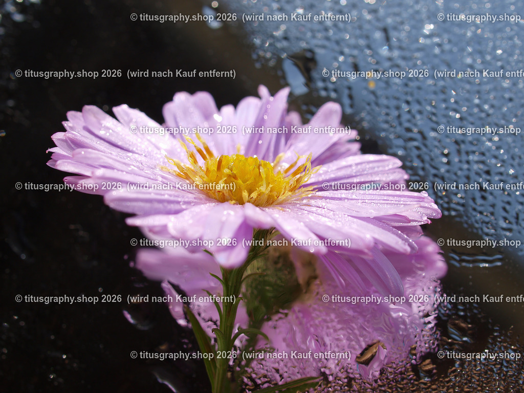 titusgraphy_P9281676-vz-ln | titusgraphy-shop: Geschenkideen mit Qualitätsfotos. titusgraphy-shop: gift ideas with quality photos. titusgraphy-shop: idées cadeaux avec photos de qualité.  - Realisiert mit Pictrs.com