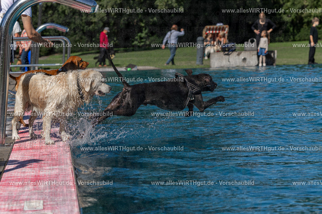 Hundeschwimmen_Volksbad_2026-allesWIRTHgut_Tierfotografie-2609061137-FAY06272 | Professionelle Tierfotografie in Mönchengladbach von Daniel Wirth (allesWIRTHgut). Liebevolle & natürliche Bilder von Hunden & Katzen für unvergessliche Erinnerungen.