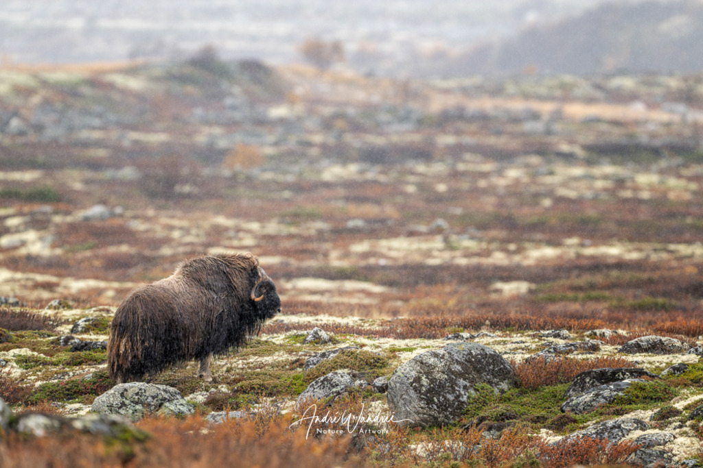 Sturmtrotzer | Andre Wandrei - Nature Artworx - Realisiert mit Pictrs.com