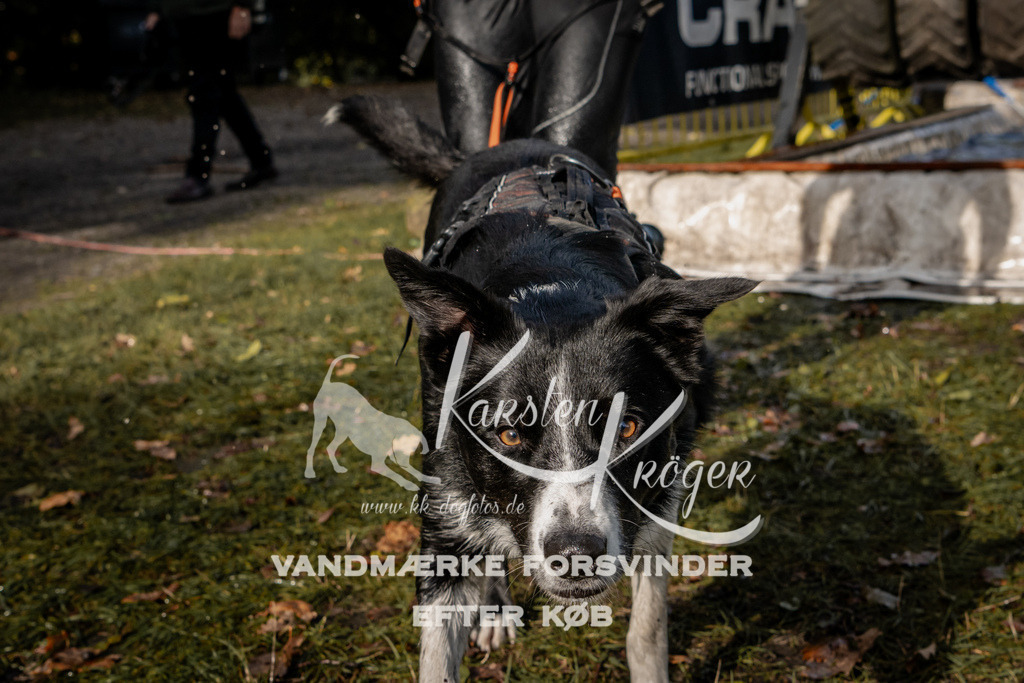 1350_ZZ93222 | kk-dogfotos