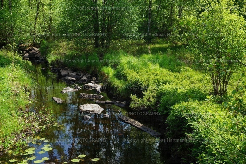 Bachlauf bei Ryssby | Bachlauf bei Ryssby - Realisiert mit Pictrs.com